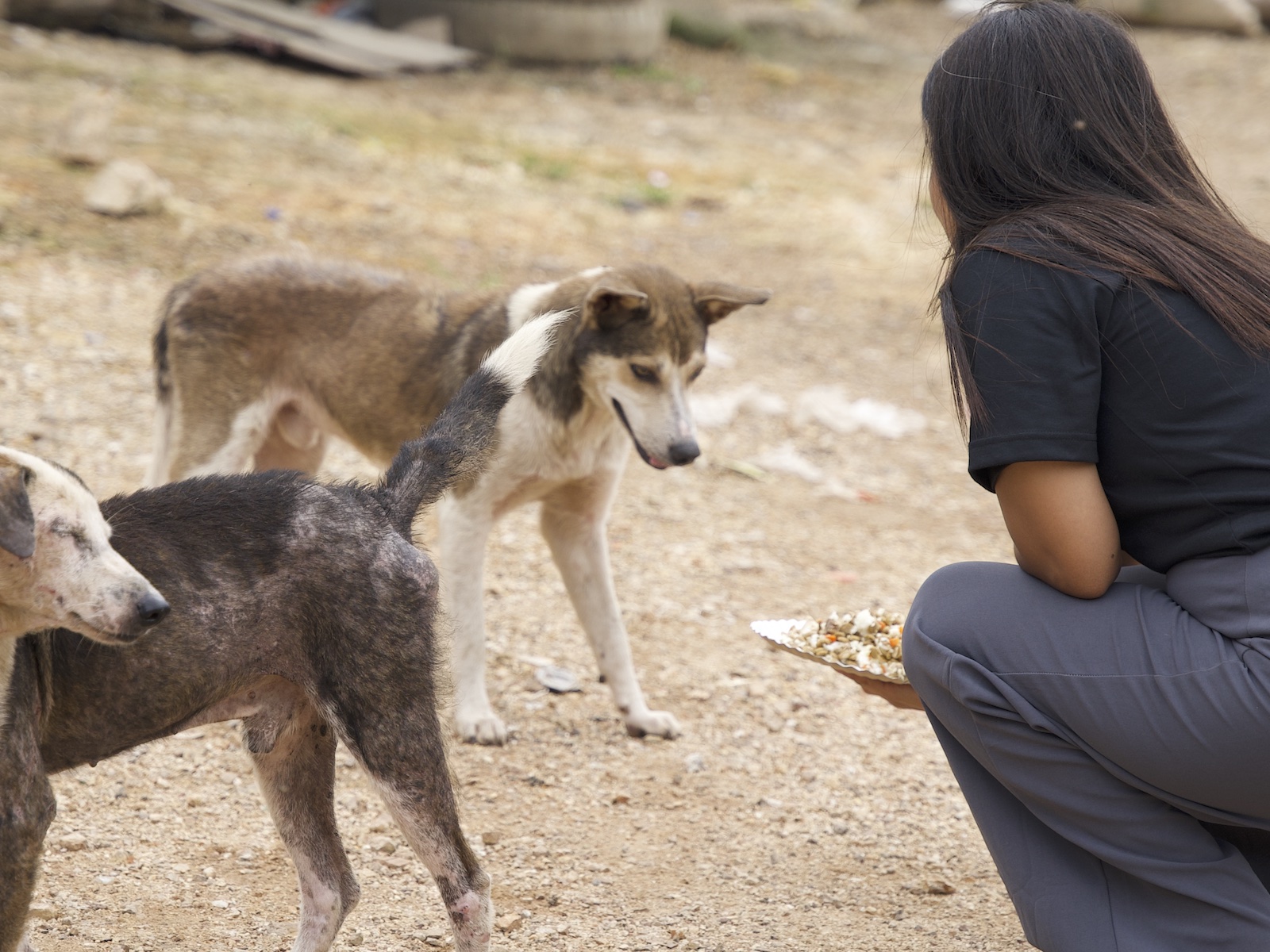 Stray Feeding Program